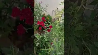വള്ളി റോസ്🌹🌹 climbing rose#shorts #trending #status