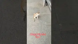 Cat finding food...? #cat #cats #shorts #catvideos #catlover #intelligent