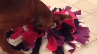 Snuffelen
