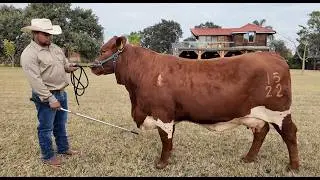 P378 Las grandes vacas de Baragonza