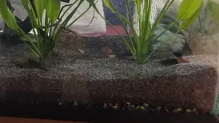 How to Cap Aquarium Gravel with Sand