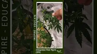 #organic #IPM for #cannabis