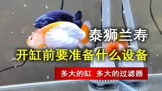 养兰寿泰狮开缸前要准备哪些设备器材