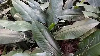 planta La chula