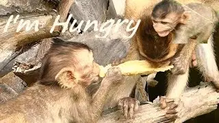 Poor Lizza Hungry Try Catch Fruit | Baby Screaming Loudly Request King Lion No Share | Monkey Crying