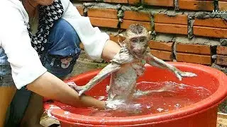Wow Dodo Got New Color Pool, Baby Dodo Happy To Swim Hot Water In Pool