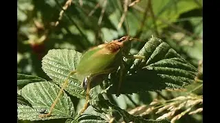 Upland Green Bush-cricket Tettigonia cantans, male, calling song