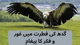 Wings of Reflection: A Contemplative Journey into the Nature of the Vulture