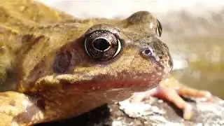 CAP 203. Curso y II TALLER de IDENTIFICACI&Oacute;N de ANFIBIOS en MADRID. Ranas y Sapos aut&oacute;ctonos