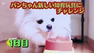 【知育玩具チャレンジ1日目】パンちゃん、新しいおもちゃに大興奮!? ビビりだけど頑張る初チャレンジ😂🔥🤣#知育玩具チャレンジ #犬の知育 #ポメチワパンちゃん #犬の日常 #犬のトレーニング