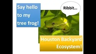 Houston Backyard Turns Into a Living Paradise &mdash; Nature Returned
