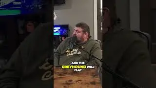 those greyhounds are SERIOUS about catching coyotes... #hunting #buckjunkie #outdoors