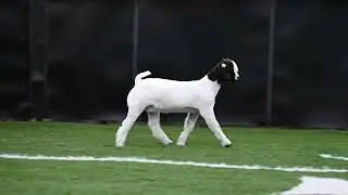 Maverick Show Goats Tag 5141