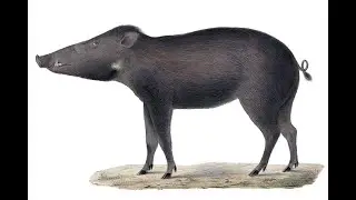 Celebes warty pig