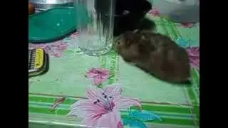 Hamster eating fish..