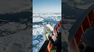 Polar Bear Avoid a Giant Shark, Saved at the Last Second #wildlife #nature #sharks