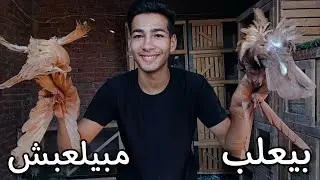 معرفت الحمام الشقلباظ بيعلب ولا لا 😳 طريقه جديده وسهلة