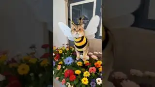 #кошка #цветочки #пчёлка  #flowerslover #bee #catinflowers  #biene #katzenundblumen