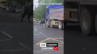Bull loose in Small Heath Birmingham England ? #bull #england #birminghamlife #bulllovers