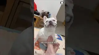 Французский бульдог 💔 Темная реальность этой породы!