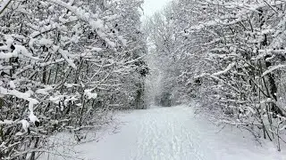 Ищу грибы в заснеженном лесу в январе, а нахожу что-то другое | Nature Walk in Germany | 4K Relax