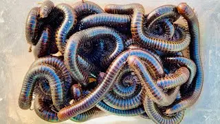 Catching giants millipedes on the tree and under grass #insects #millipede #animals