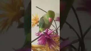 Why Is A Parrots Beak Cut Off? 🦜#birds #facts #parrotfood #parakeet #lorikeet #parrotlet #parrotbeak