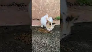 Tricolor street cat is very hungry
