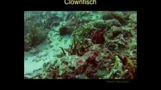 Malediven 2013, Clownfisch, quirlig