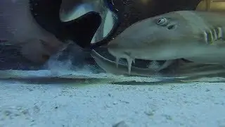 The Brown Banded Bamboo Shark
