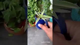Ribbon plant Indoor Plant || Grow in coffee Cup || Home diy Growing Plant || Money Garden