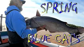 SPRING BLUE  CAT