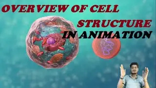 Cell Structure in Animation