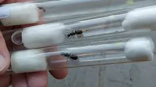 Manica rubida (Germany) vs Camponotus distinguendus gigante (Chile) vs Camponotus fellah (Israel)