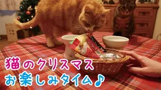 【猫のクリスマス】おやつタイムと現場監督、そしてツリー片付けの日