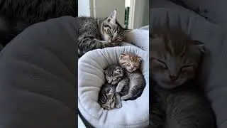 Peaceful Family Nap Time with the Cutest Cats Ever