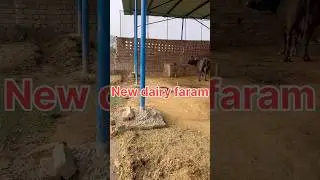 My new setup for dairy farming #dairyherd #dairyfarming
