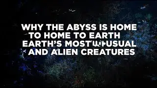 Why the Abyss Is Home to Earth&rsquo;s Most Unusual and Alien Creatures | Documentary For Sleep