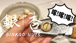 秋季限定食材🍁 五個步驟簡單處理銀杏(ぎんなん) Prepare autumn-limited GINKGO NUTS in only 5 steps👩🏻&zwj;🍳