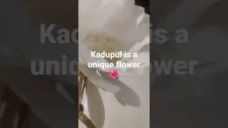 Kadupul is a unique flower🌺 #asmr #rare #flowers #kadupul #loop #satisfying #garden #srilanka