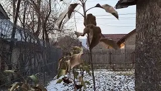 De ce nu cad frunzele la pomii fructiferi 