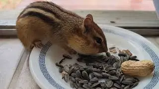 We called a chipmunk inside for food! 🐿🥜