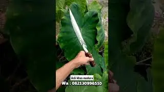 PISAU KEREN FULLTANK  BAJA SEPUH ASLI MADURA