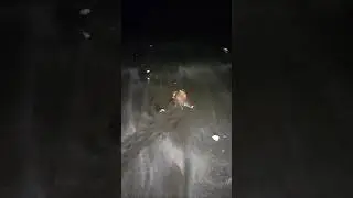 Alive Sea Shell Spotted Walking