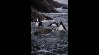 Episode 4 &mdash; Labrador Duck &mdash; The Vanishing Sea Duck | North America&rsquo;s Lost Animals