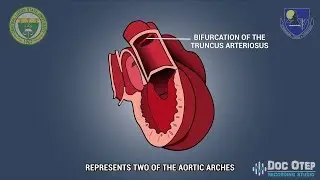 HEART DEVELOPMENT (2D Animation)
