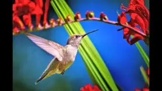 Hummingbird Bath #birds#livebirdcam#hummingbirds#bluebirds#birdfeeders#birdnest#hummingbirds