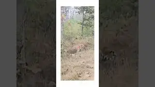 tiger attack on jangle safari at kawal tiger reserve
