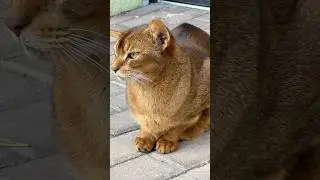 А кепочка где? #позитив #cat #веселыекоты #цитатыосмысле #кот #анекдот