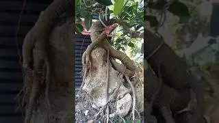 Inspirasi bonsai kimeng diatas batu karang #shorts